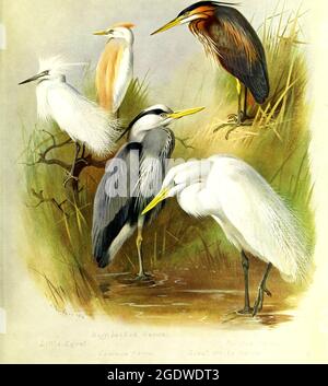 Archibald Thorburn vintage British bird illustration. Stock Photo