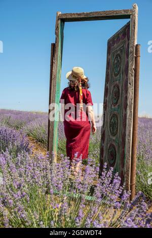 A woman in a lavender garden in the Sarkoy district of Tekirdağ. Stock Photo