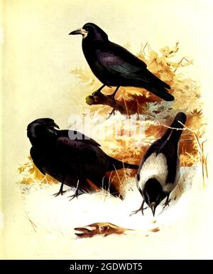 Archibald Thorburn vintage British bird illustration. Stock Photo