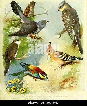 Archibald Thorburn vintage British bird illustration. Stock Photo