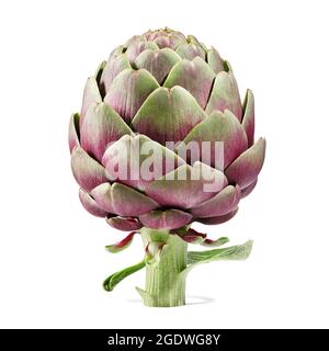 Fresh purple artichoke isolated on white background Stock Photo
