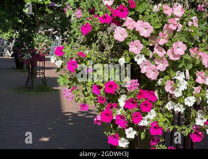 Baskets full with flowers are mounted around trees in this Dutch city. On this photo are mainly pink and white petunias visible. Stock Photo