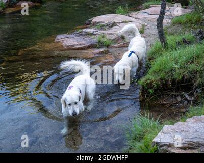 Two dogs walking along the bank of a river. Two dogs with harness in a pond on the shore. Stock Photo