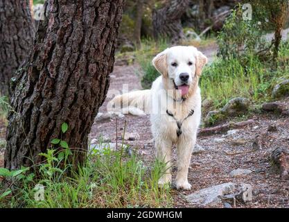 Attentive dog standing in a woodland. Doggy with harness standing walkin a forest in a sunny day. Stock Photo