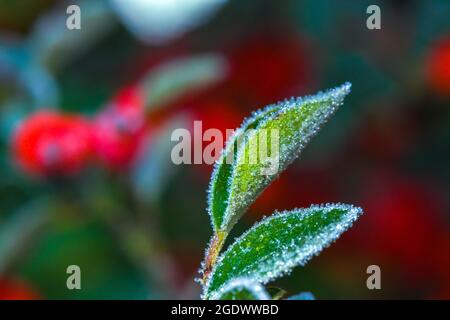 frozen, frosted leaves and red berries Stock Photo