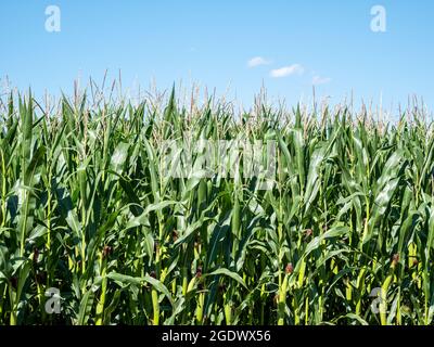 Corn field with blue sky in summer Stock Photo