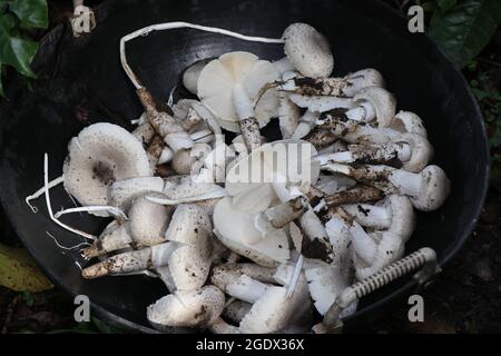 Hand picked mushrooms in a basket. Basket of edible mushrooms Stock Photo