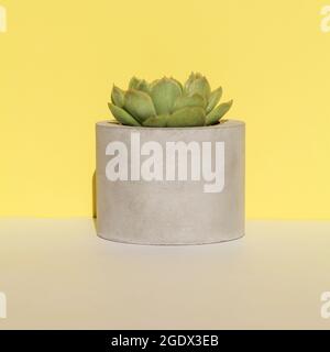 succulent in concrete pot on yellow background .home decoration. minimal nature background. garden and minimal floral concept. square Stock Photo