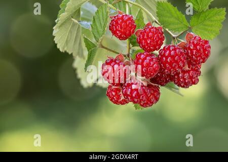 branch of ripe red raspberries on the bush Stock Photo