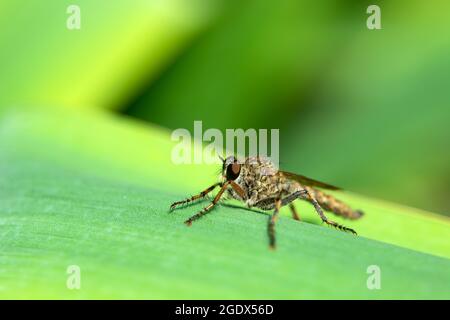 Empis Livida perched on a green plant, summer day Stock Photo