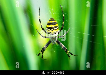 Wasp spider on a spider web and green plants, summer day Stock Photo