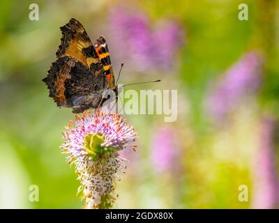 A stunning, colourful small tortoiseshell butterfly (Aglais urticae) feeding on buddleia bush in a wildflower meadow Stock Photo