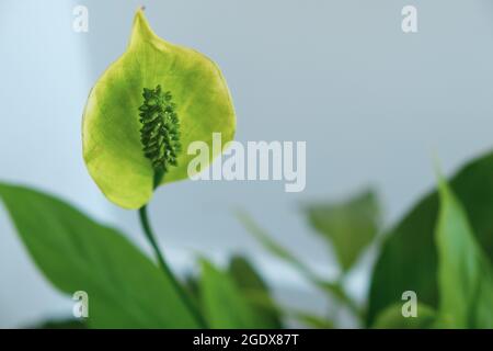 Peace lily spathiphyllum house plant white flower with green leaves in the background