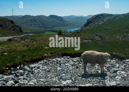 Norway Sheep with Fjord and blue lake in background. Stavanger Norway Stock Photo