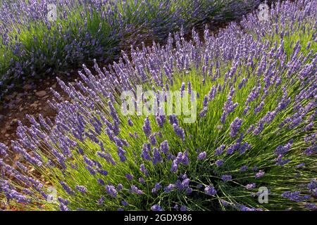 Lavender plants at the field. Purple fragrant flowers.Lavandula angustifolia. Stock Photo