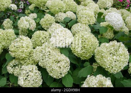 Smooth hydrangea or wild hydrangea or sevenbark or sheep flower white bloom. Hydrangea arborescens flowering plant. Stock Photo