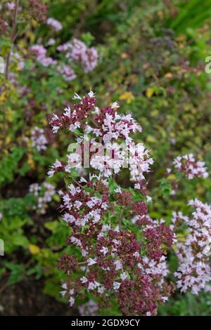 Origanum vulgare or wild marjoram. Oregano plant covered with small purple flowers. Stock Photo