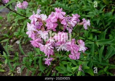 Common soapwort with pale pink flowers. Saponaria officinalis plant of family Caryophyllaceae Stock Photo