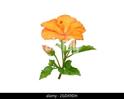 Hibiscus yellow tropical flower and buds branch isolated on white. China rose plant. Malaysia national symbol. Stock Photo