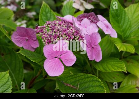 Hydrangea macrophylla pentamerous and tetramerous flowers. Hortensia plant with bright pink bloom. Stock Photo