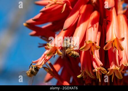 Barbadensis Aloe Vera Flower In Bloom with Bees sucking the nectar and pollinating. Blooming aloe vera with bees. Stock Photo