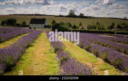 Late summer on a lavender farm in the Cotswolds, with lavender in full bloom. Stock Photo