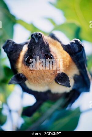 Indian flying fox (Pteropus medius, formerly P. giganteus) hanging in a tree, Meherpur District, Bangladesh. Stock Photo