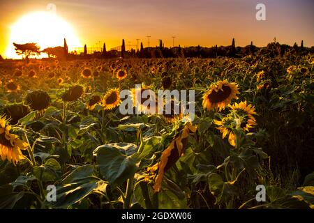 sunflower fields in Tuscany against the backdrop of a sunset evening sky Stock Photo