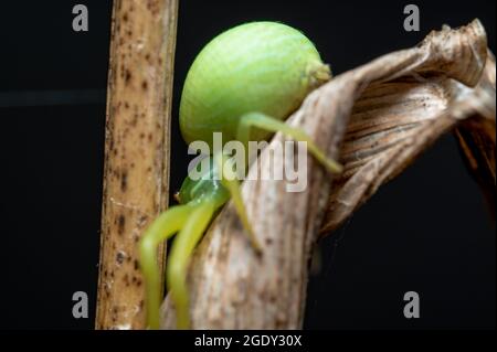 A macro shot of a green crab spider on a dry leaf in front of a black background Stock Photo