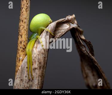 A macro shot of a green crab spider on a dry leaf in front of a grey background Stock Photo