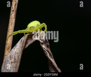 A macro shot of a green crab spider on a dry leaf in front of a black background Stock Photo