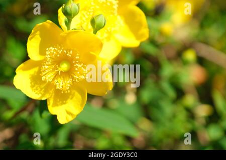 A close up of a St John's Wort yellow garden flower Stock Photo