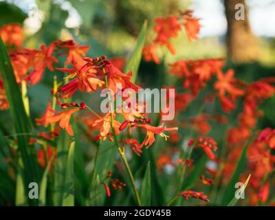 Montbretie Carmine Brilliant flowers in the evening sun. Stock Photo