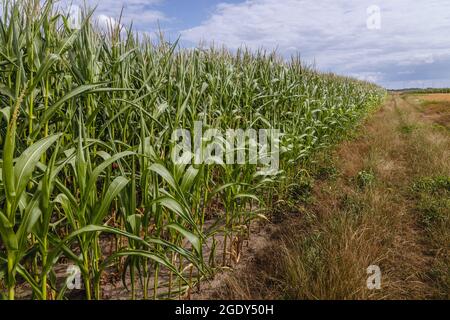 Maize field next to field road in Wegrow County, Mazovian Voivodeship of Poland Stock Photo