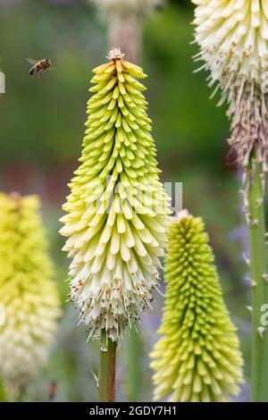 Kniphofia 'Ice Queen' Stock Photo