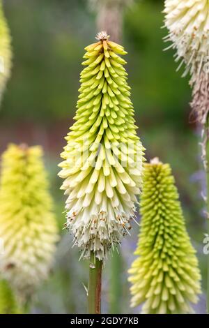 Kniphofia 'Ice Queen' Stock Photo