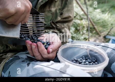 Hands put ripe blueberries from a tool for quickly picking berries into a container, in the forest. Harvest of Vaccinium myrtillus.  Stock Photo