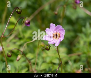 Dahlia merckii Stock Photo