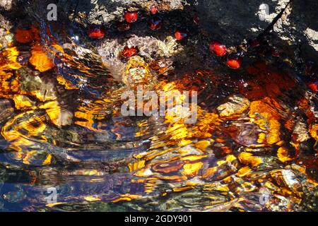 Sea tomatoes (Actinia equina), from the anemone family, on sunny rocks by the sea Stock Photo