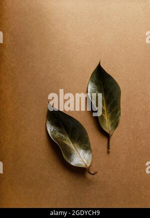 Two leaves on brown paper background, copy space. Stock Photo