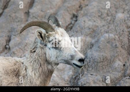 SD00447-00....SOUTH DAKOTA - Mountain sheep (female) in Badlands National Park. Stock Photo