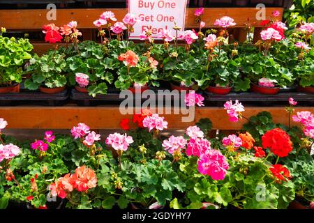 Red and pink Geranium plants in a garden centre for sale buy one get one free Stock Photo