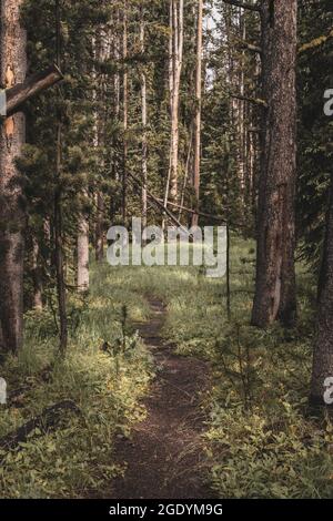 Narrow Trail Cuts Through Tall Trees in Yellowstone National Park Stock Photo