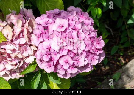 Hydrangea macrophylla a summer flowering plant with a pink summertime flower, stock photo image Stock Photo