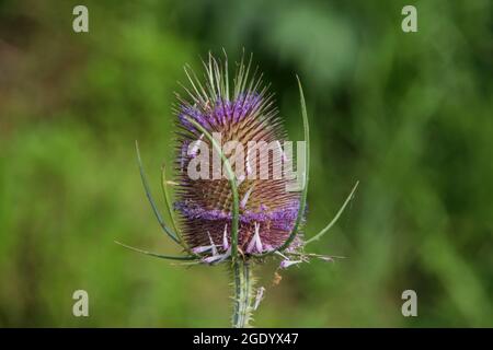 Flower heads of the wild teasel along side of the road in the Netherlands Stock Photo