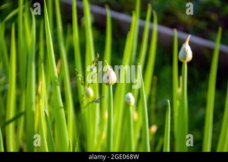 onion seeds on plants in the garden, in summer Stock Photo