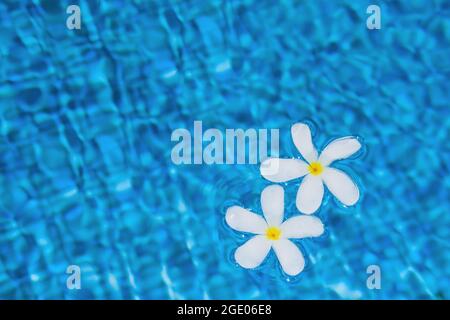 Plumeria or frangipani white flowers with water drops floating on blurred from water fluctuations pool surface. Stock Photo
