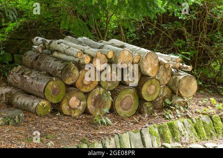 Tree logs piled up at York Gate Garden, Leeds, Yorkshire. Stock Photo
