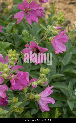 Pink flowers of the Common Mallow plant. ( Malva sylvestris). Stock Photo