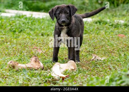 black dog with white chest in green grass Stock Photo